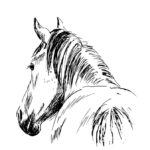 Horse Sketch