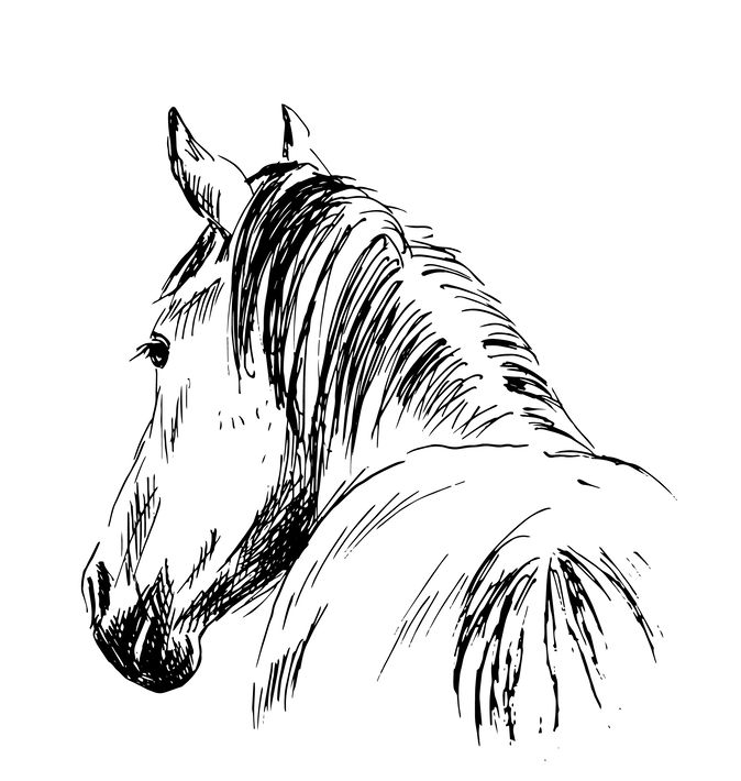 Horse Sketch