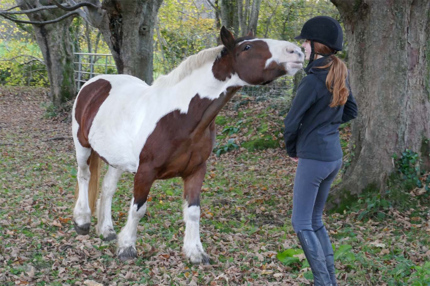 Horse in the woods